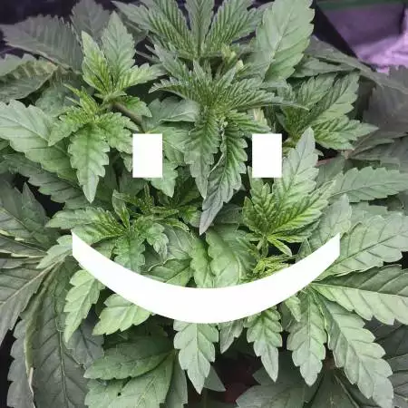 flacseed