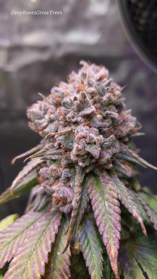 null by DeepRootsGrowTrees