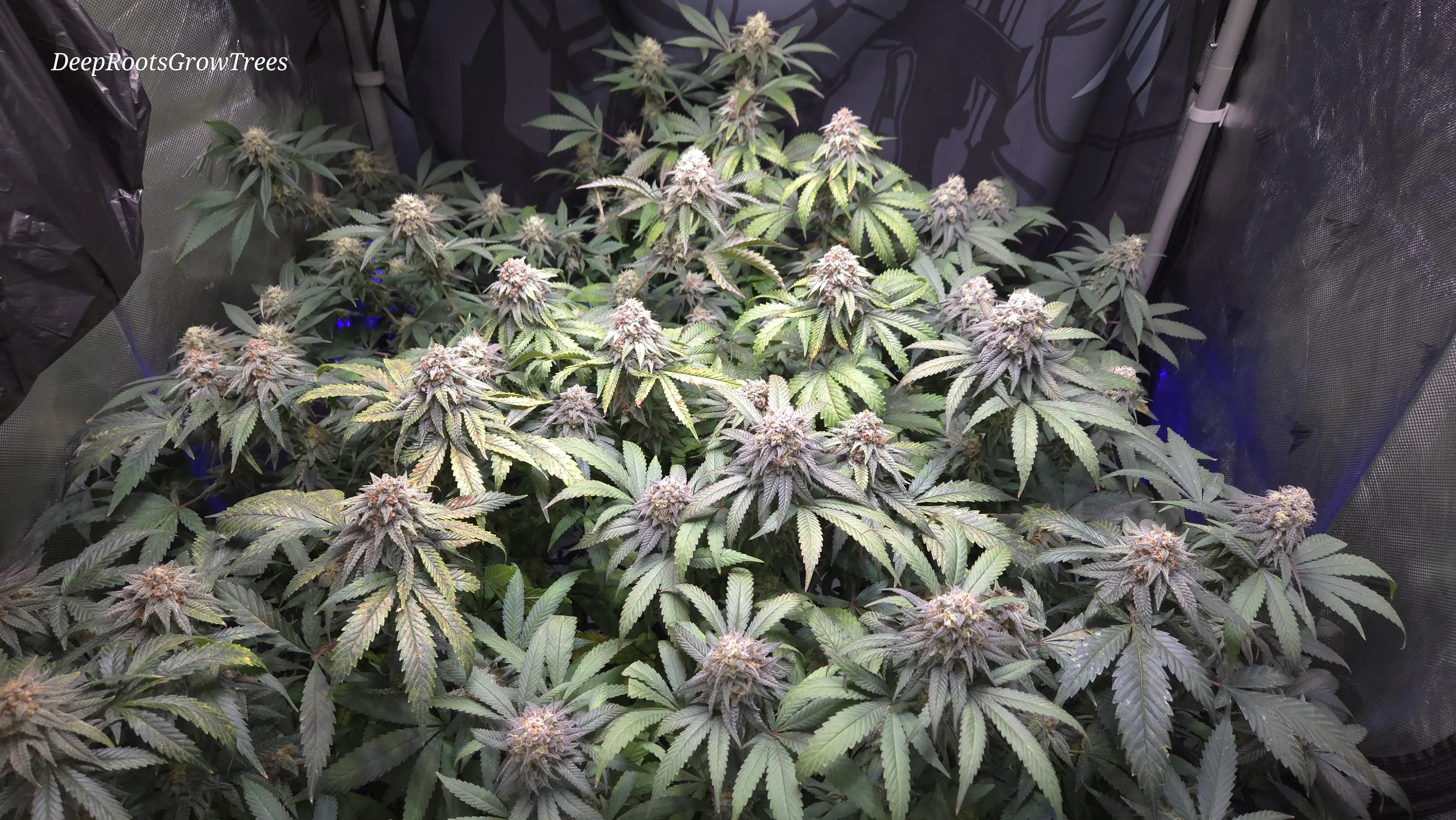DeepRootsGrowTrees