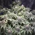 DeepRootsGrowTrees