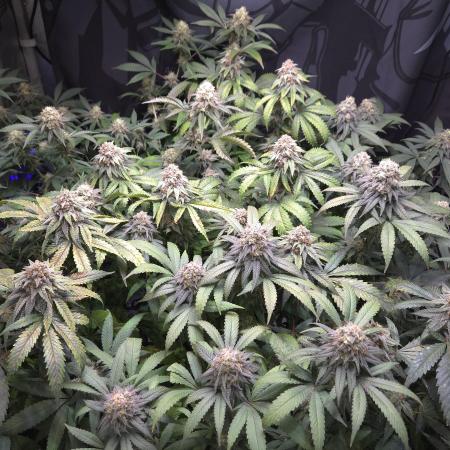 DeepRootsGrowTrees