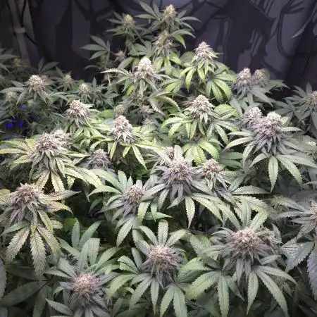 DeepRootsGrowTrees