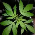 NewGrower420