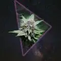 TrichoJordan13