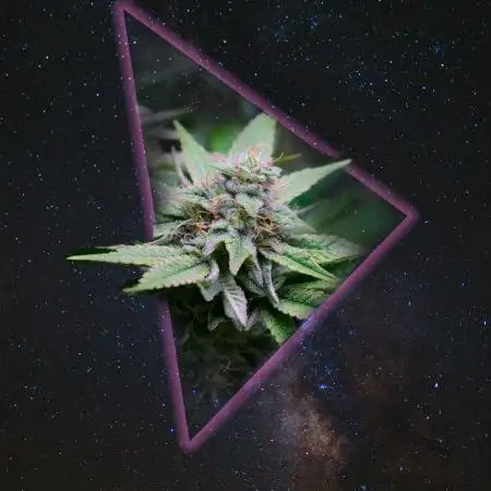 TrichoJordan13