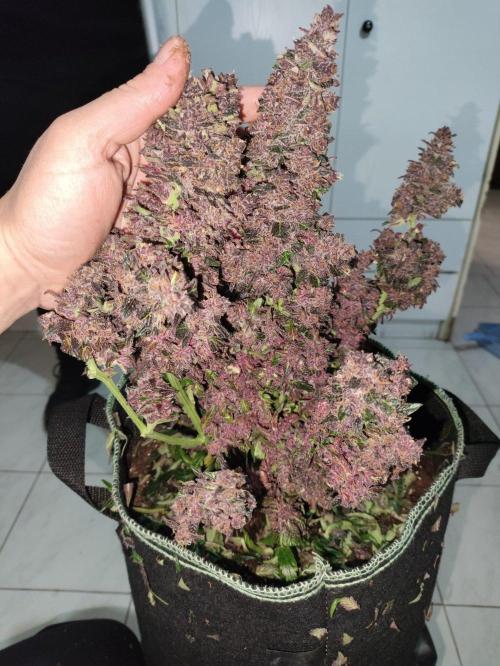 null by The_Mythical_Grower
