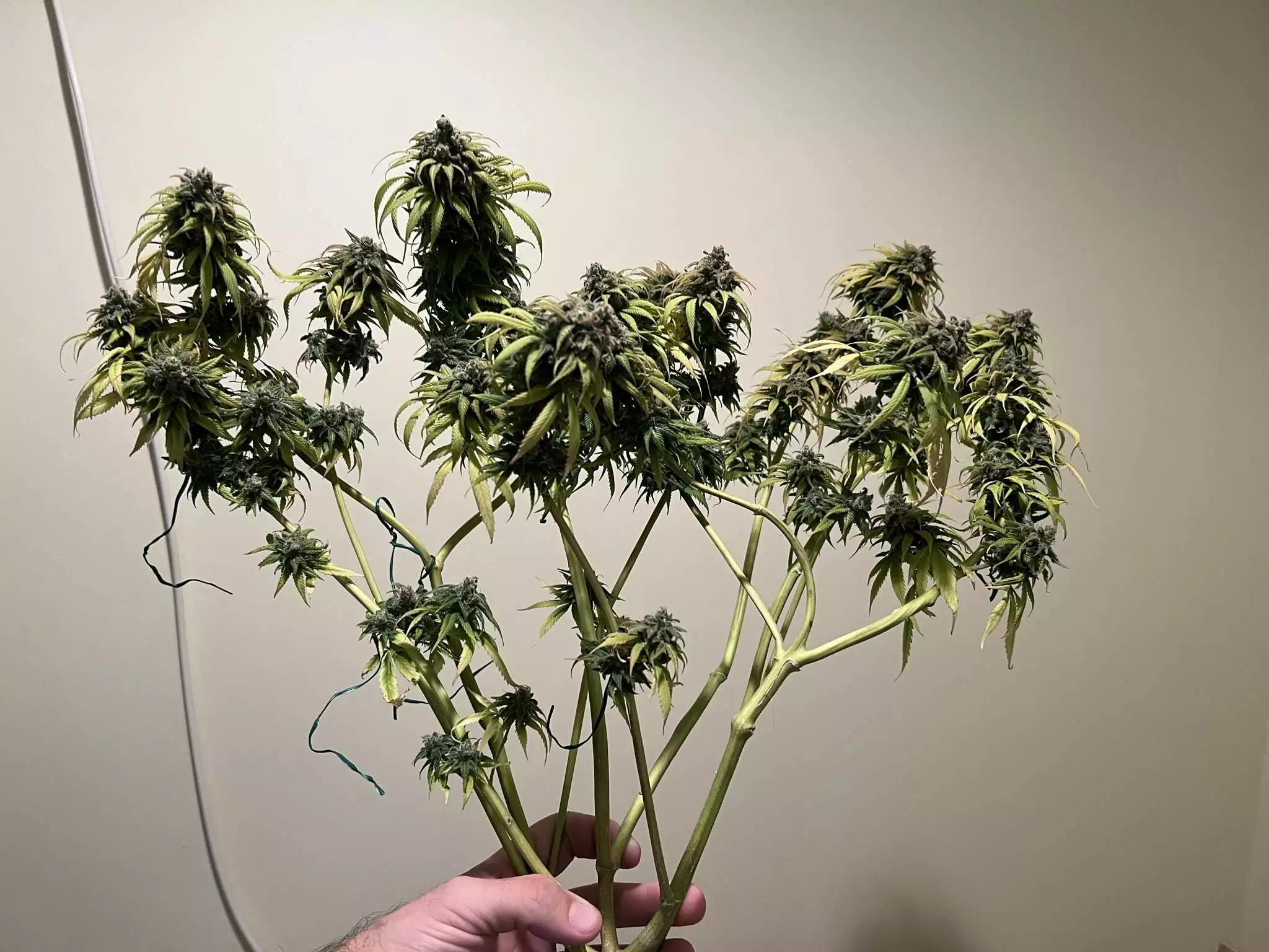 TheHighCultivator