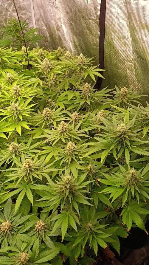 null door 420DeepGrow