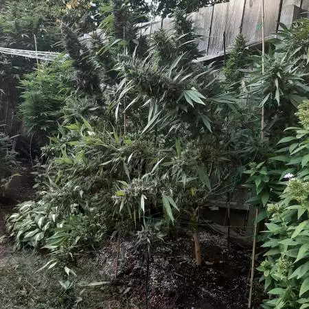 Outdoorbeast905