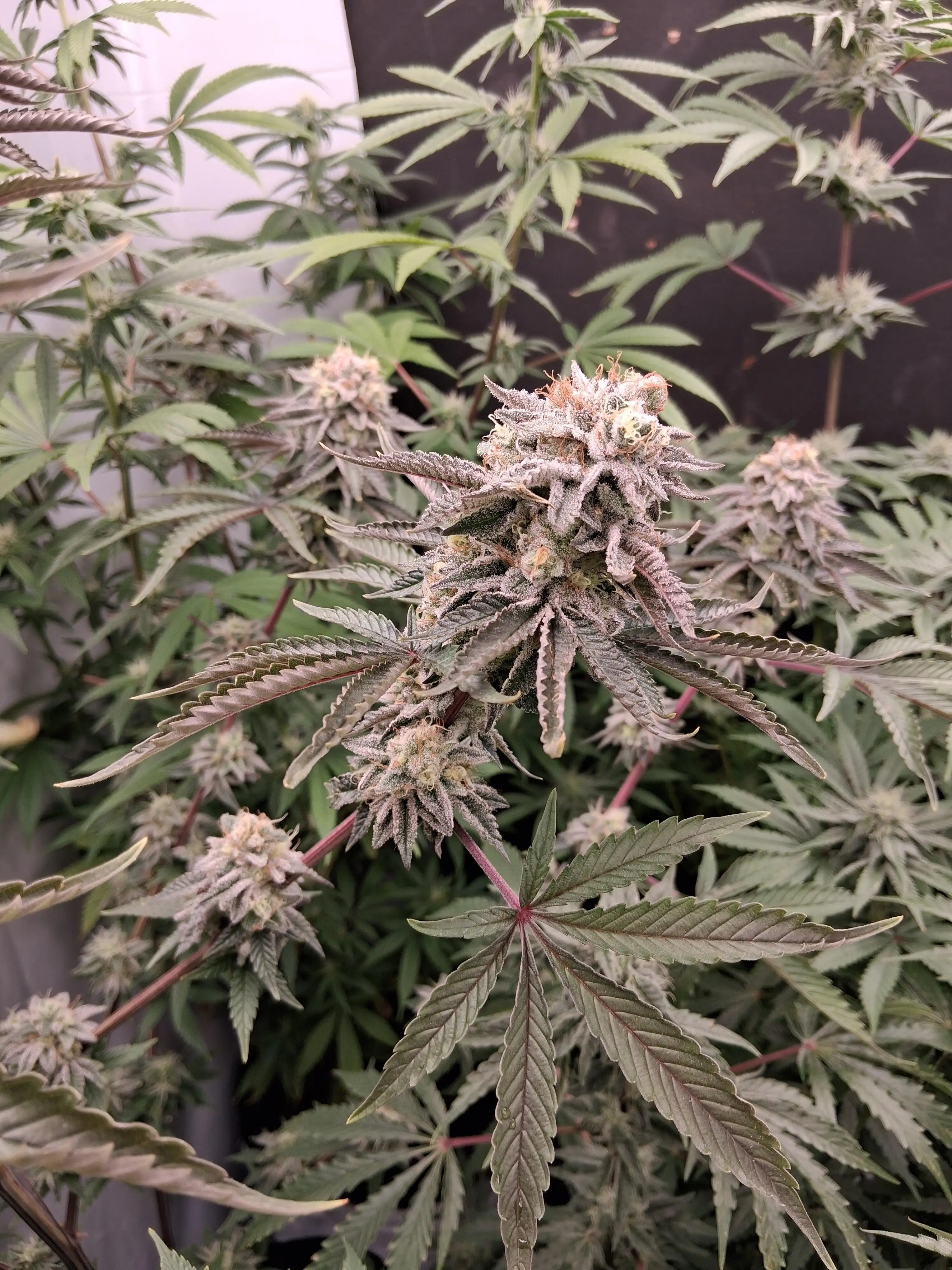 growerfromnc