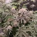 growerfromnc