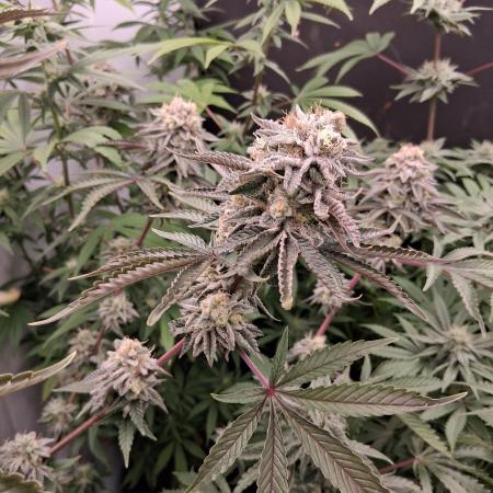 growerfromnc