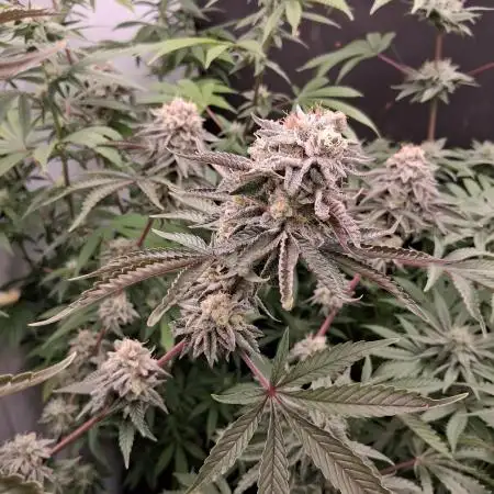 growerfromnc