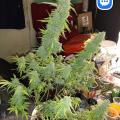 iSmokedaily