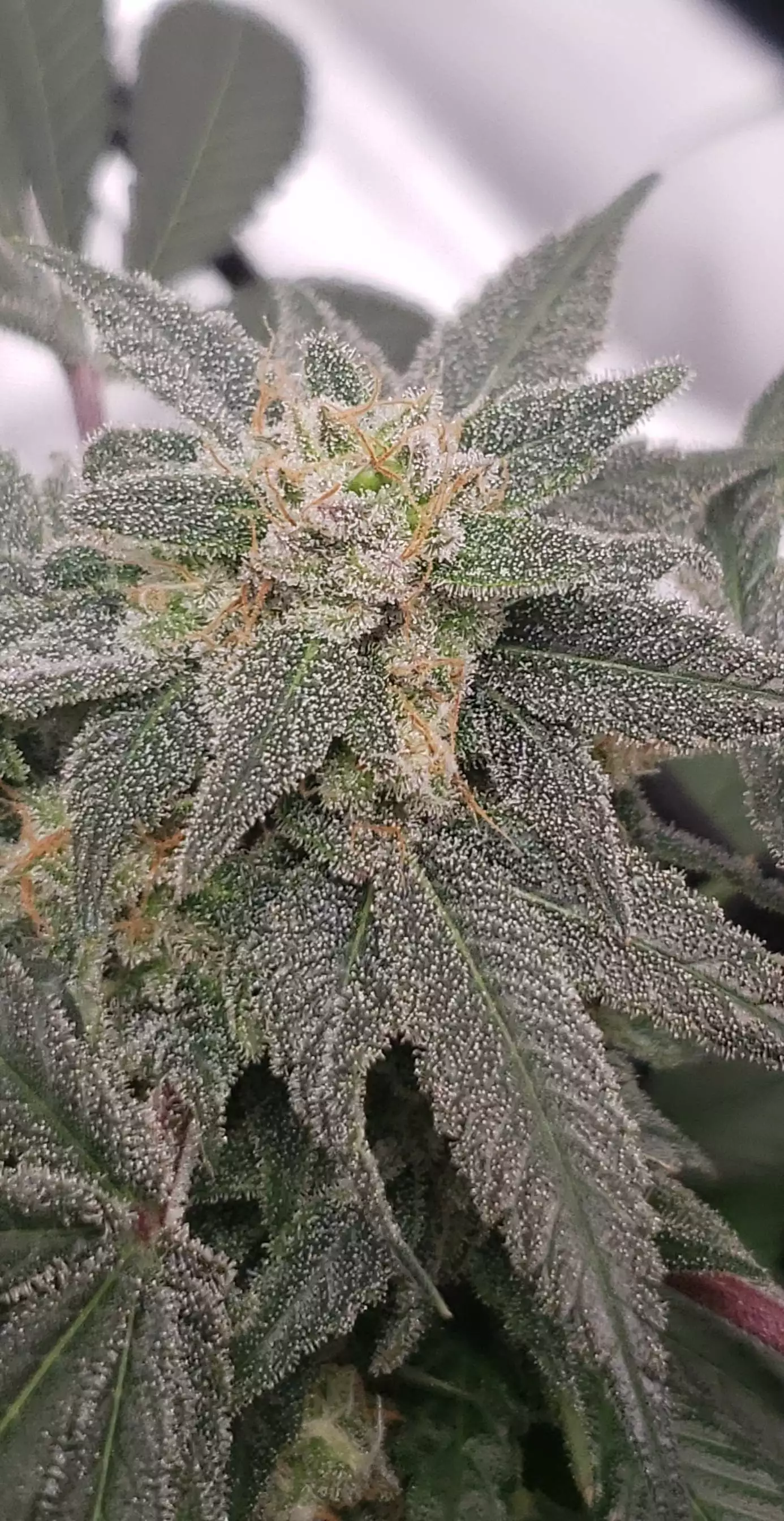 GrowMeDope
