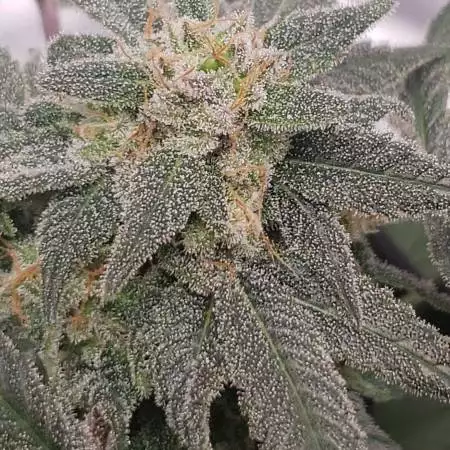 GrowMeDope