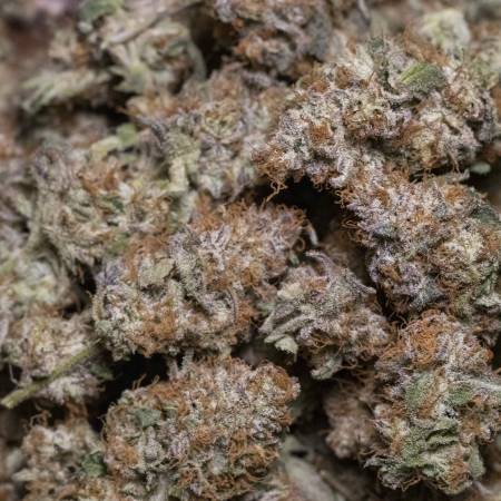 PureCannabis_Photography