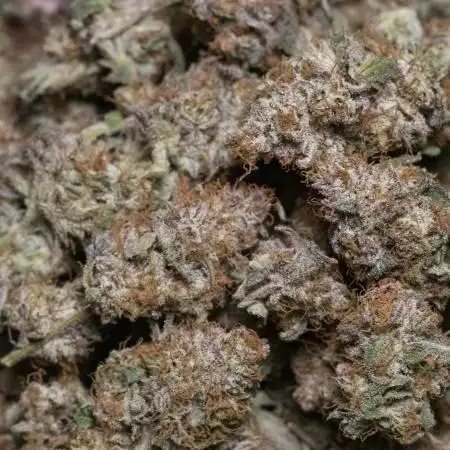 PureCannabis_Photography