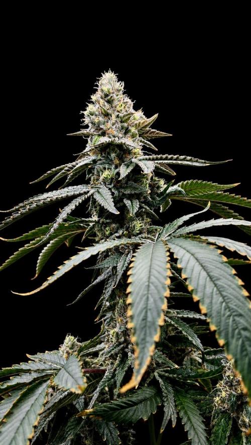 null door central_flgrow420