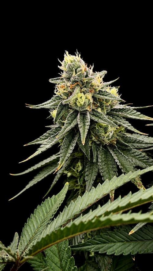 null door central_flgrow420