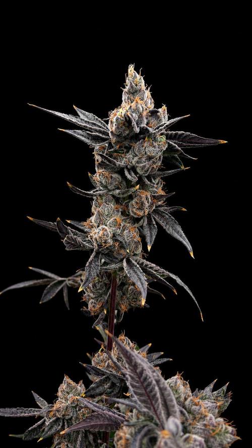 null door central_flgrow420