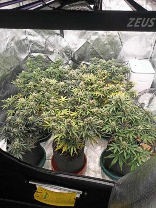 null by Marijuanaut