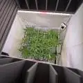 Hortibruddah