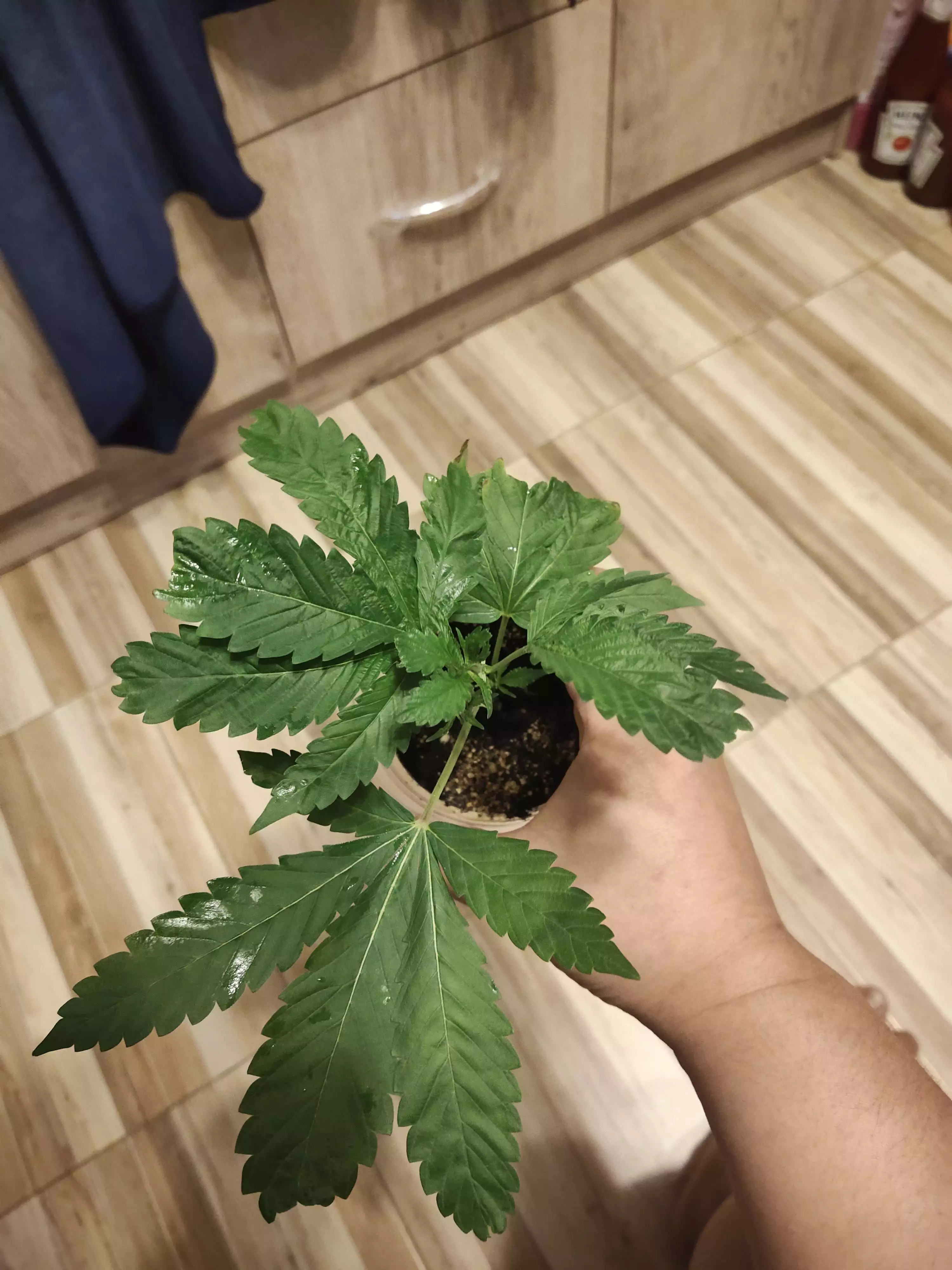 Waitforyoucannabis