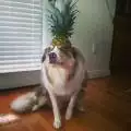 Tonka