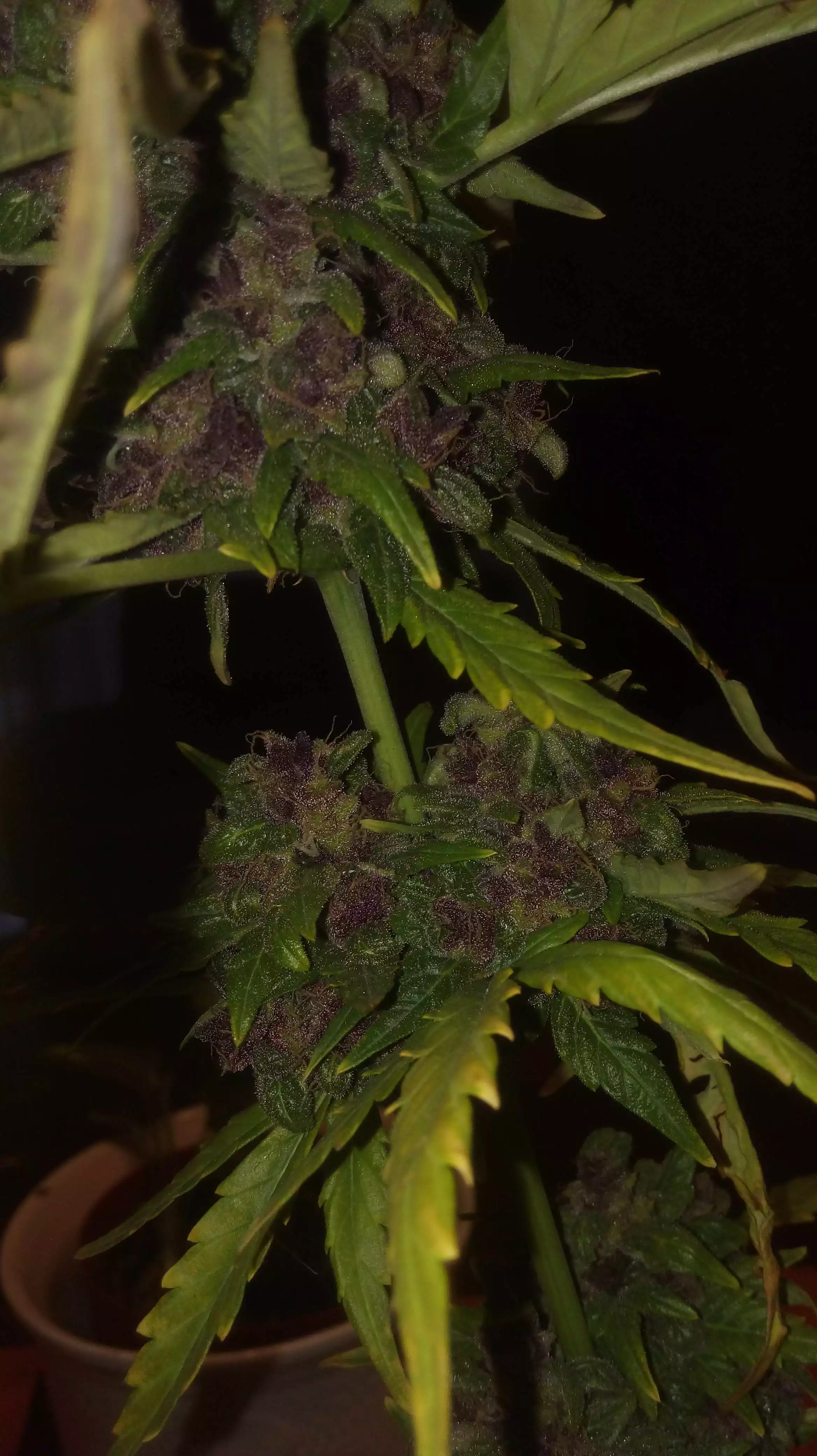 Cannabicus