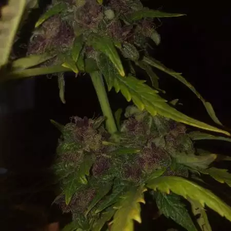 Cannabicus