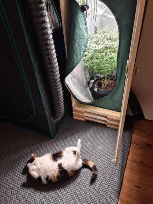 null door BLAZED