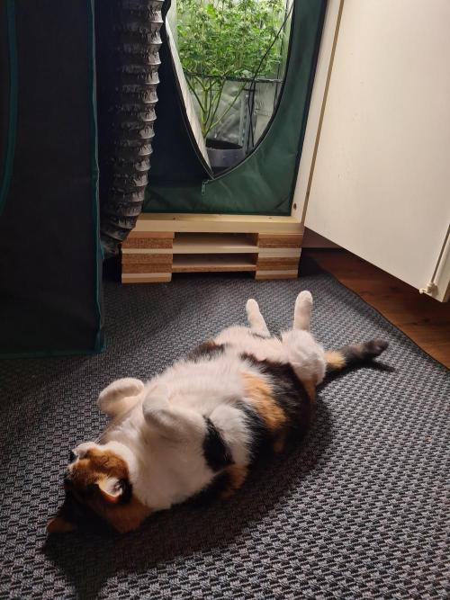 null door BLAZED