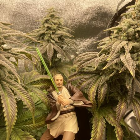 CalGonJim