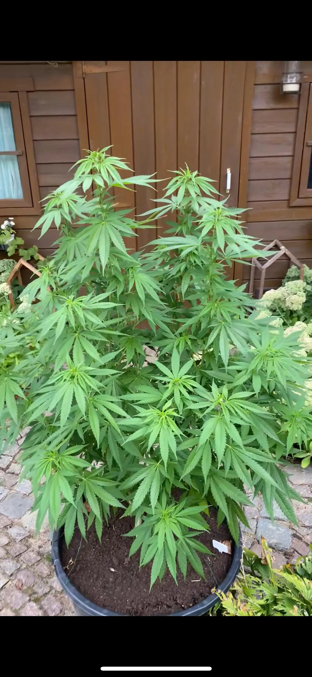 Rey420