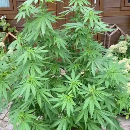Rey420