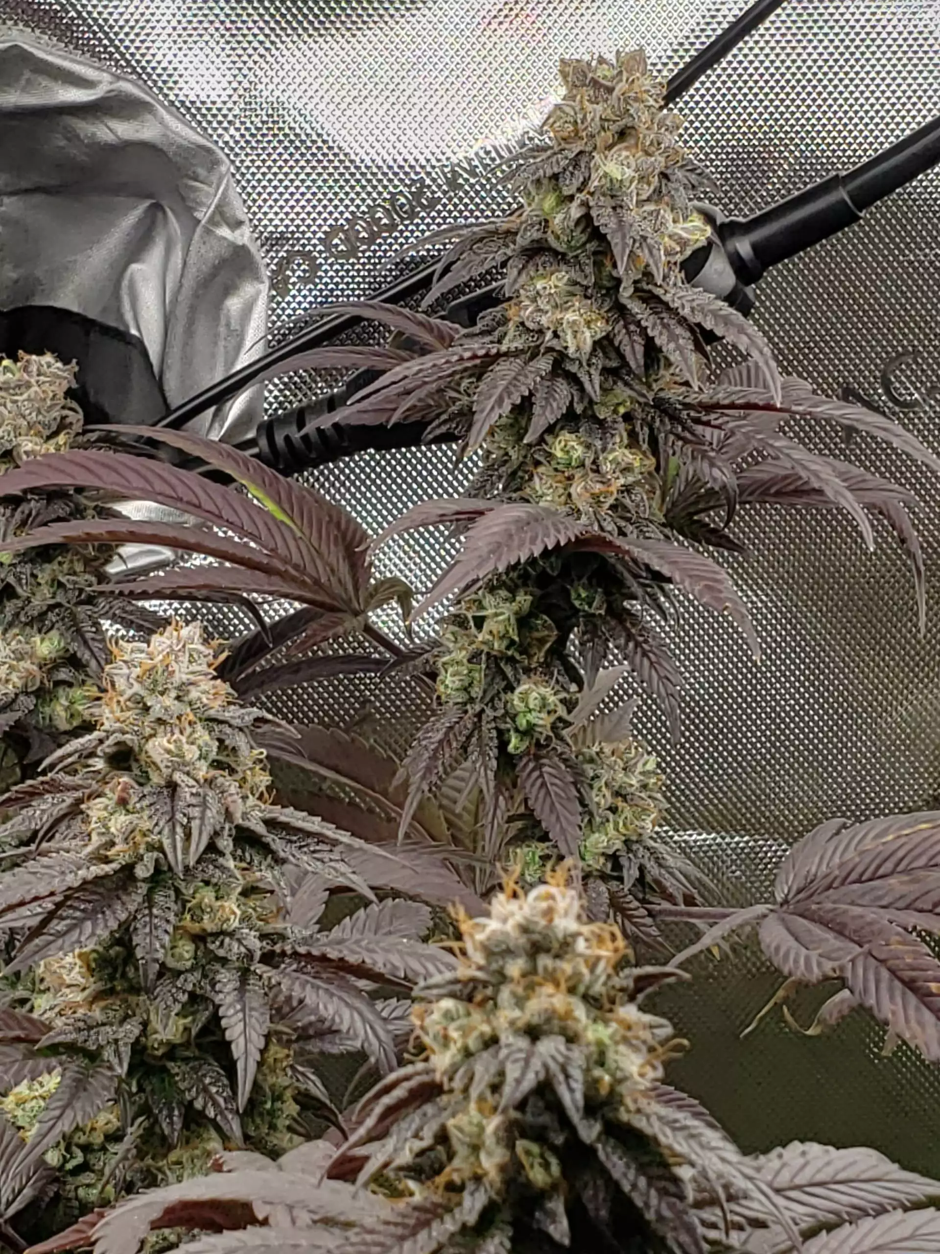 LiesGrows