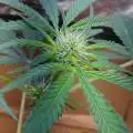 tyesgenetics