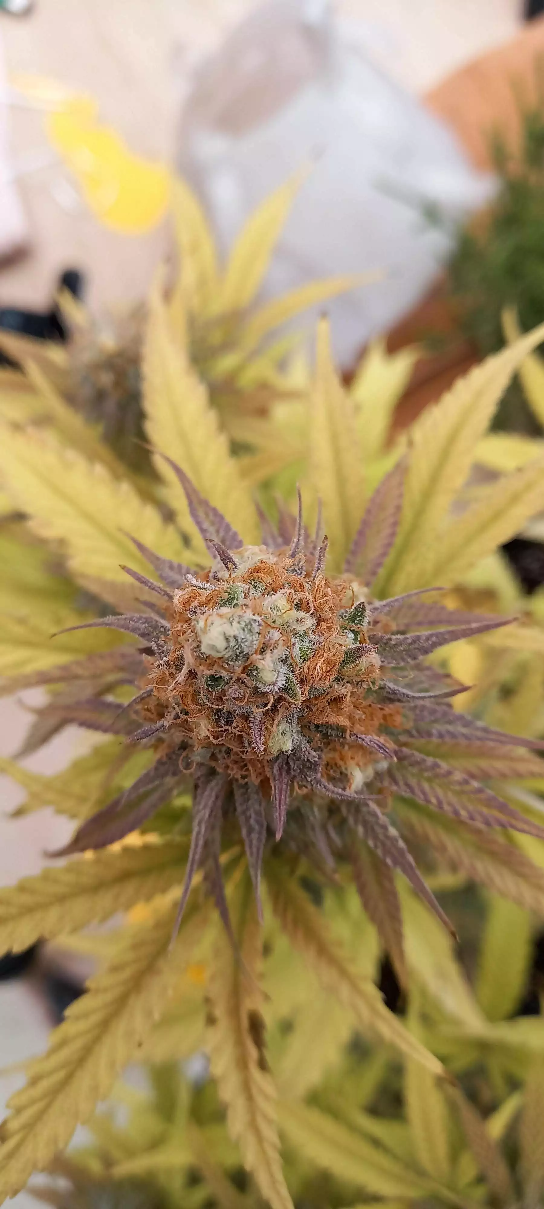 growerbeta