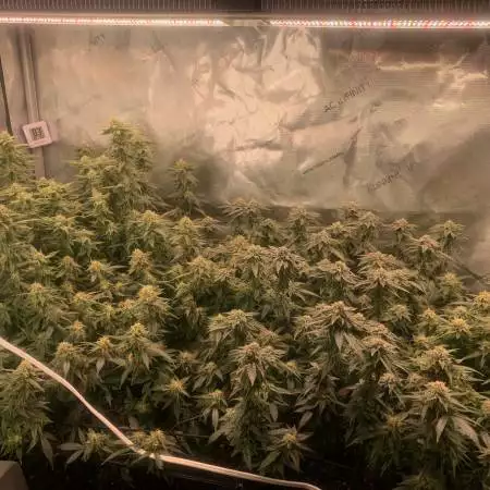 turbotree40