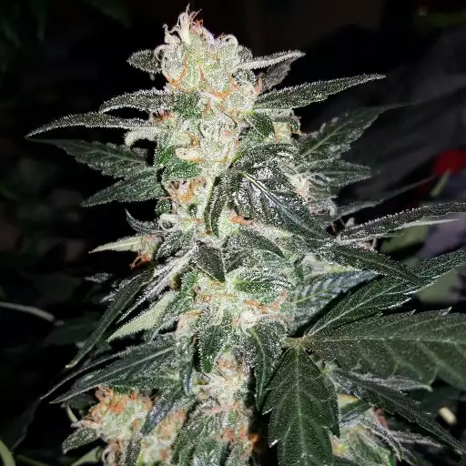 GrowMasterYoda