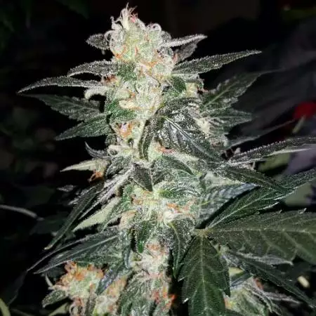 GrowMasterYoda