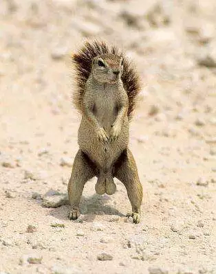 Squirell