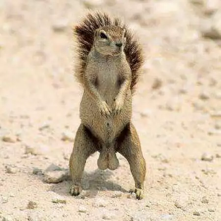 Squirell