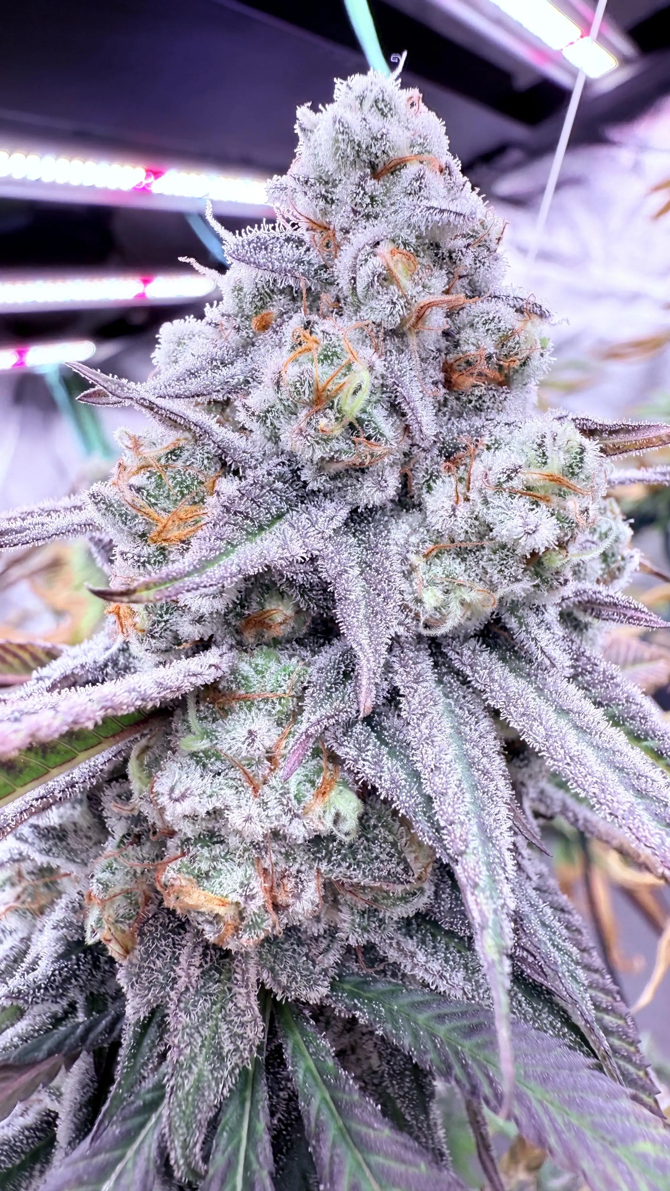 GrowDoktor