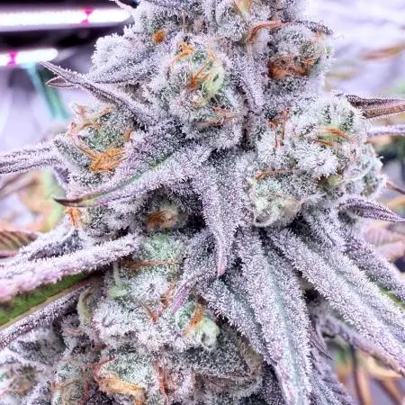 GrowDoktor