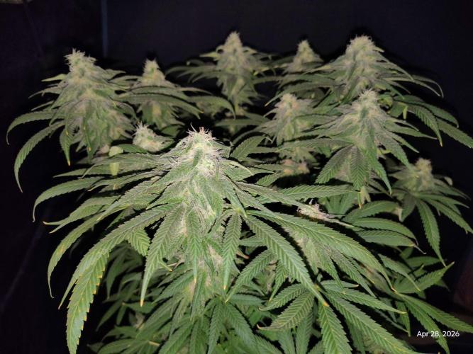 null door biggerbud420