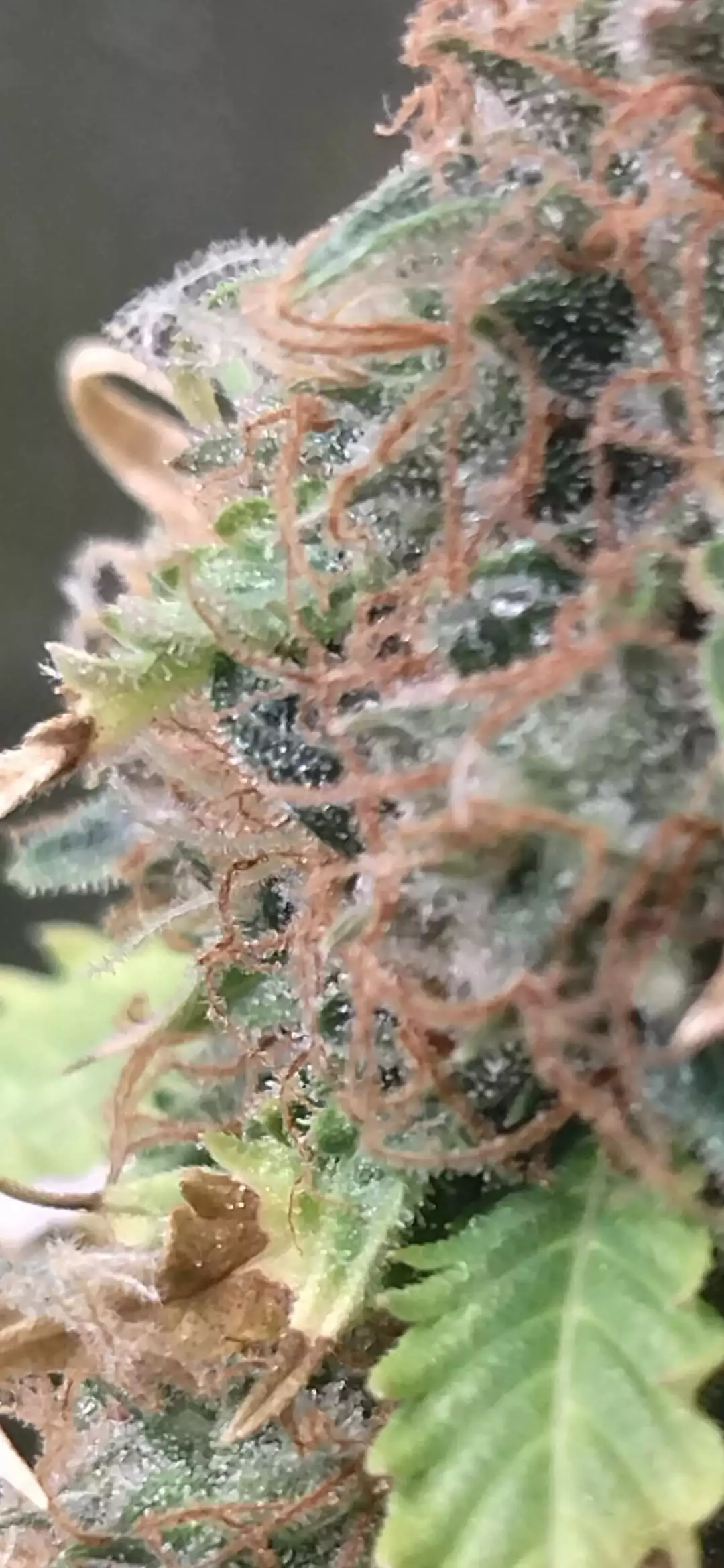 GreenReleaf101