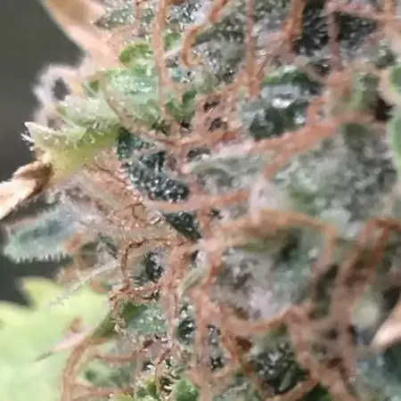 GreenReleaf101