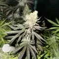 UndergroundGrowth